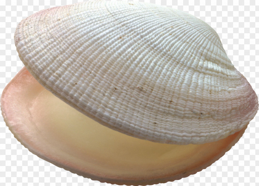 Marine Conch Seashell Bivalvia Ocean PNG