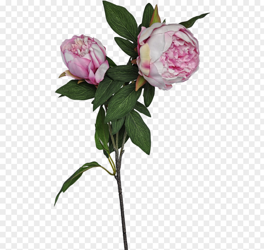 Peony Cabbage Rose Garden Roses Cut Flowers Petal PNG