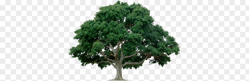 Tree PNG clipart PNG