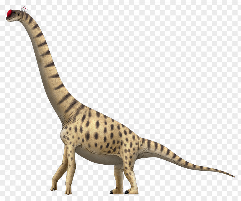 Dinosaur Lapparentosaurus Giraffatitan Chuxiongosaurus Brachiosaurus Apatosaurus PNG