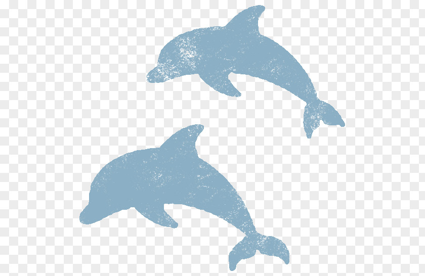 Dolphin Common Bottlenose Tucuxi Rough-toothed Fauna PNG