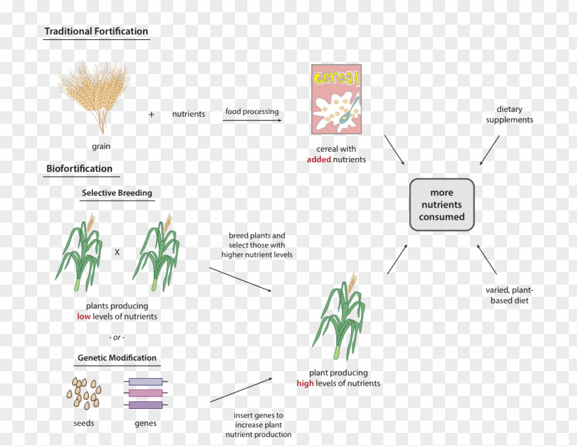 Health Nutrient Biofortification Food Fortification Human Nutrition PNG