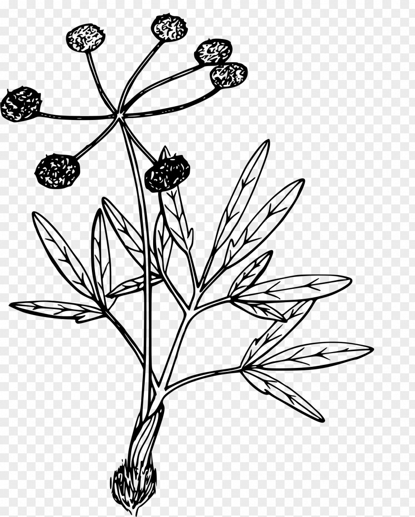 Parsley Lilium Columbianum Color Fruits Philadelphicum Washingtonianum PNG