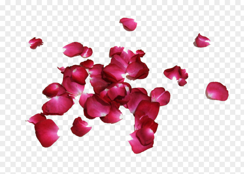Rose Petal Flower Image Red PNG