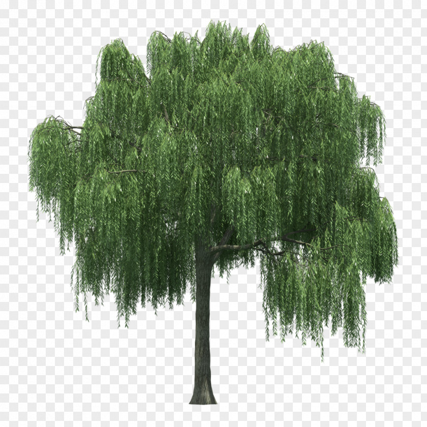 Aerophone Border Tree Weeping Willow Image Shrub PNG
