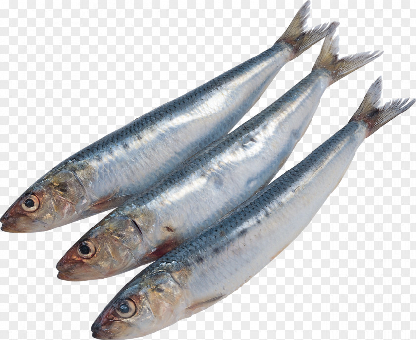 All Kinds Of Fish Sardine Pacific Saury Kipper Soused Herring PNG