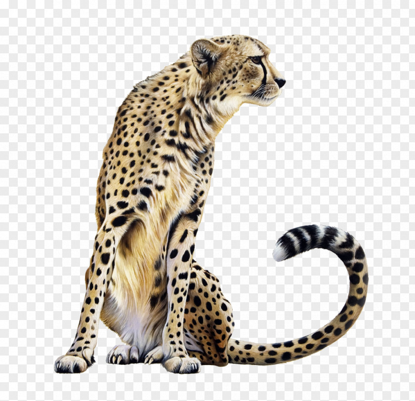 Cheetah Leopard Lion Clip Art PNG