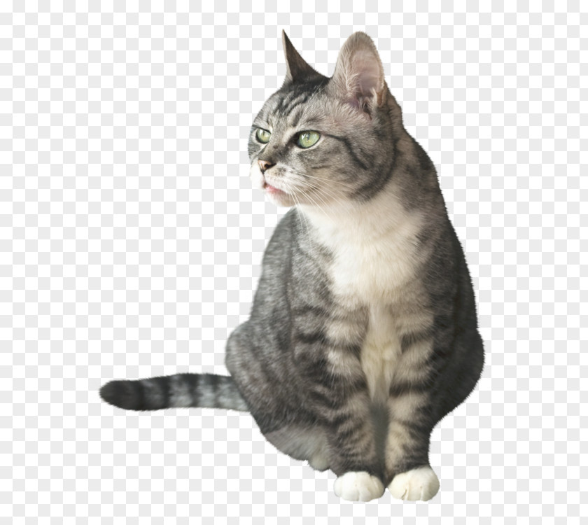 Cute Cat Dragon Li American Shorthair European Wirehair German Rex PNG