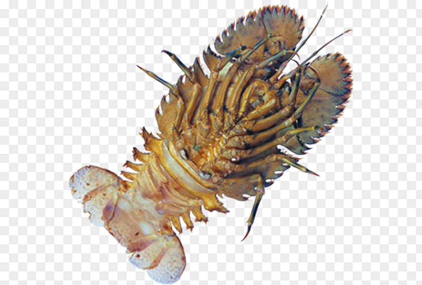 Lobster Marine Organisms Caridea Shrimp PNG