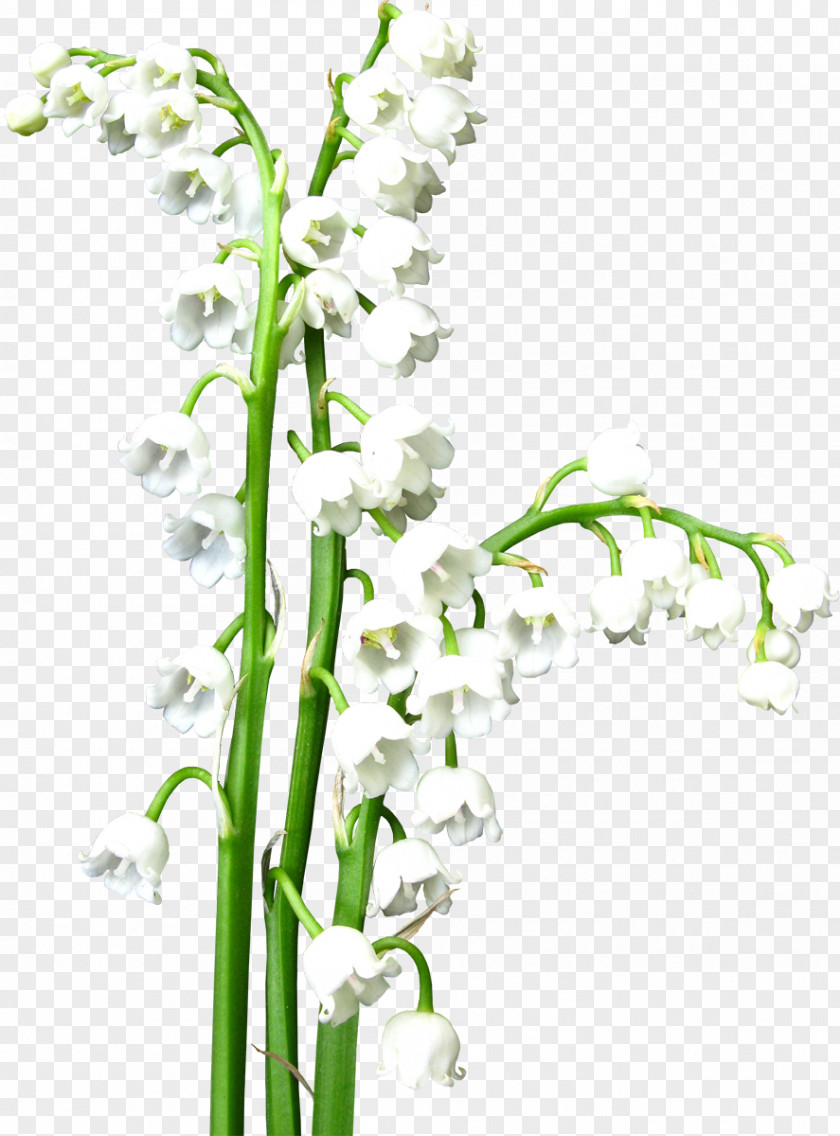 Rhodiola Lily Of The Valley Floral Design Flower Lilium PNG