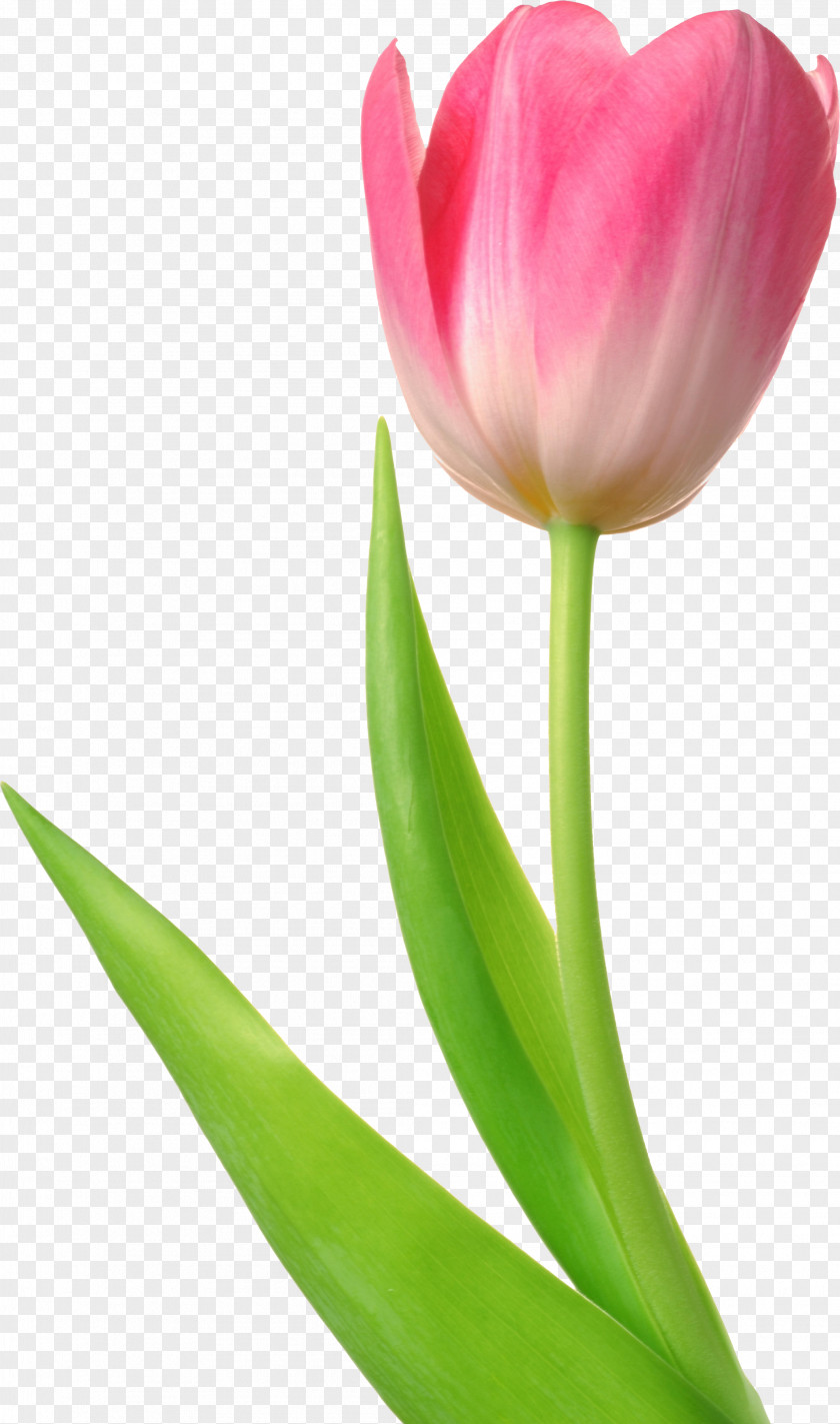 Tulip Image Mania Flower Bulb PNG