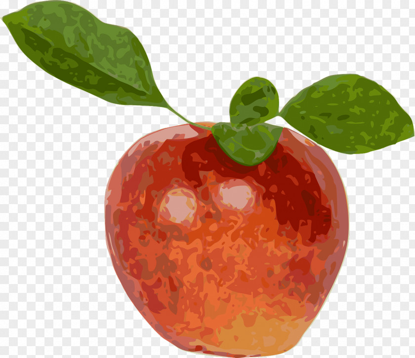 Apple Fruit Stock.xchng Vector Graphics PNG