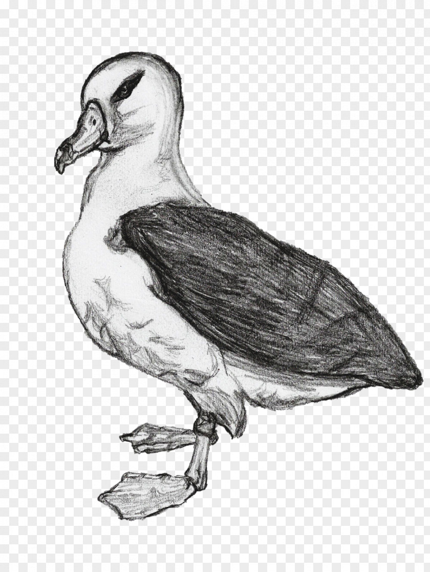 Blackbrowed Albatross Duck Seabird Wader Beak PNG