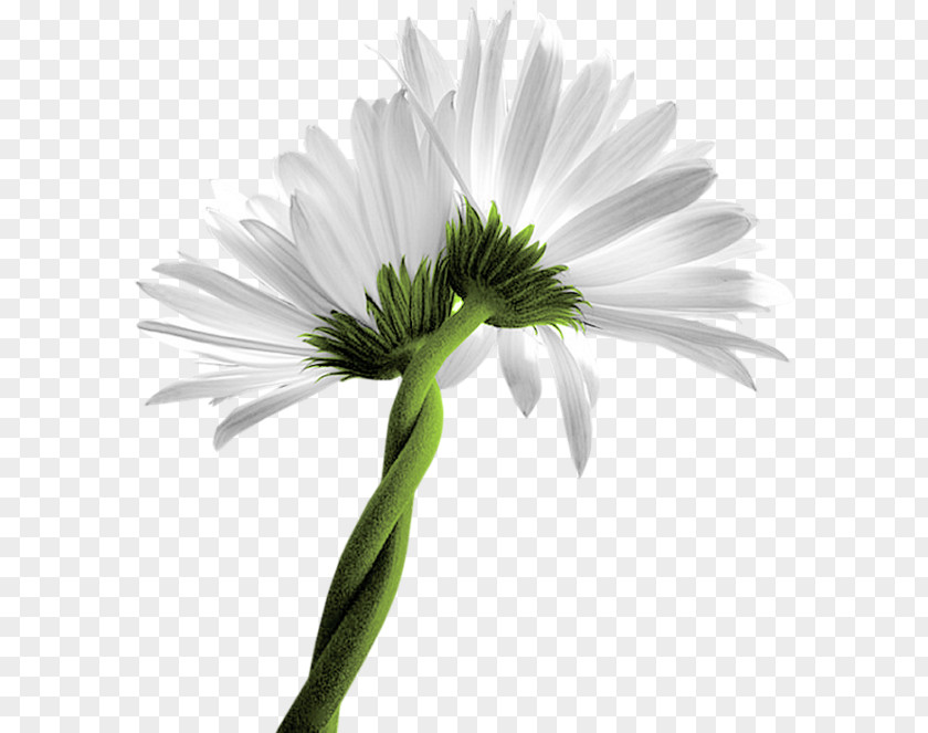 Chamomile Common Daisy Oxeye Matricaria Flower PNG