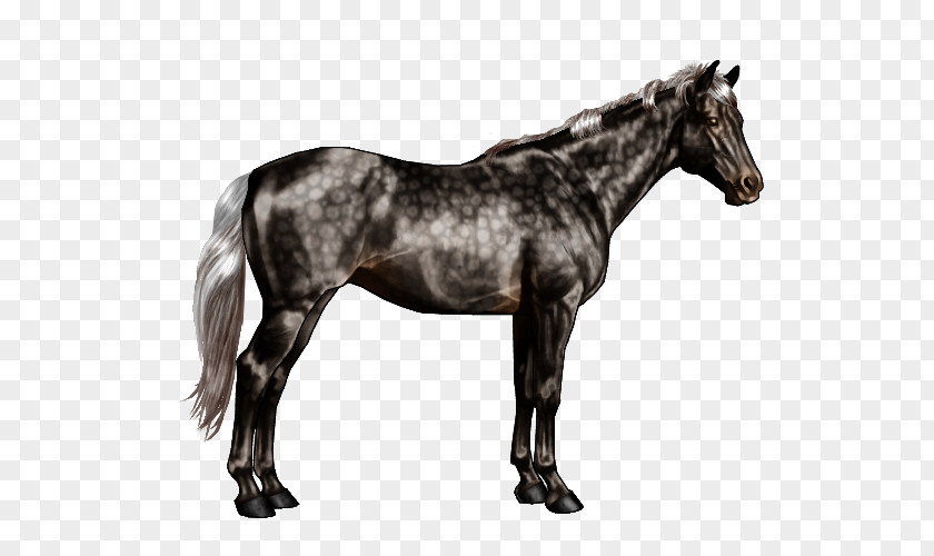 Horse Markings Chestnut Pinto Equine Coat Color PNG