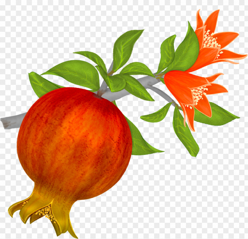 Pomegranate File Juice Icon PNG