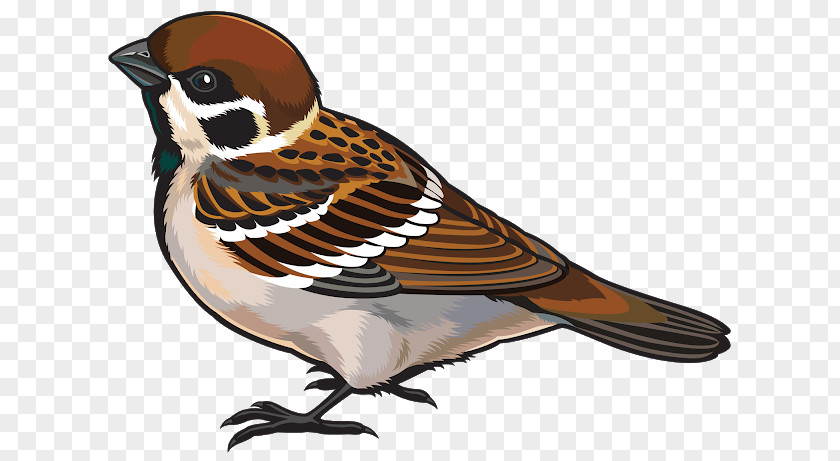 Sparrow Bird Drawing Download Clip Art PNG