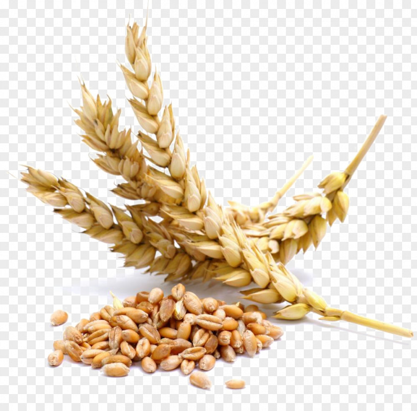 Wheat Cereal Berry Whole Grain PNG