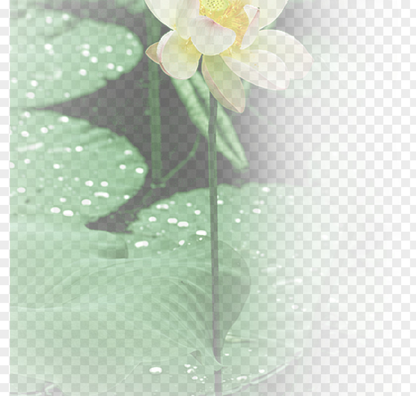 Lotus Creative Pingyao County Nelumbo Nucifera White Drop PNG