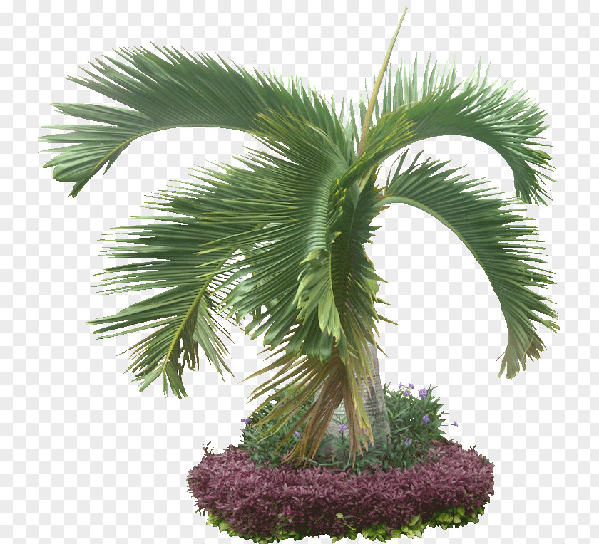 Tropical Plant Arecaceae Hyophorbe Lagenicaulis Tree PNG