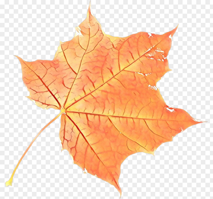 Yellow Plane Maple Leaf PNG