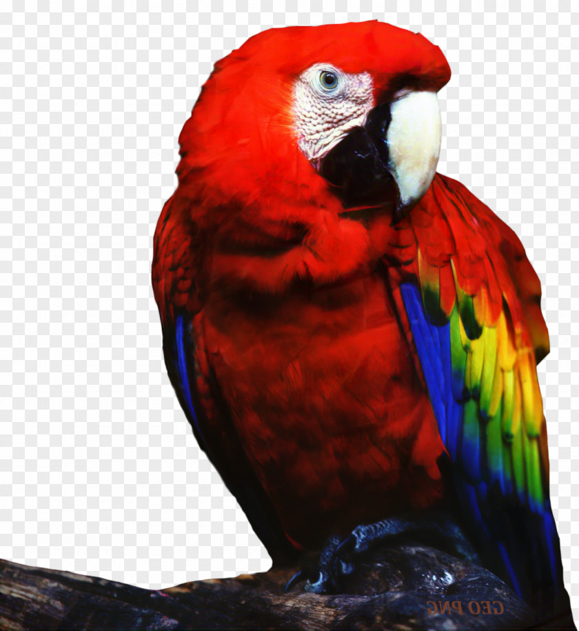 Lovebird True Parrot Cat Pet PNG