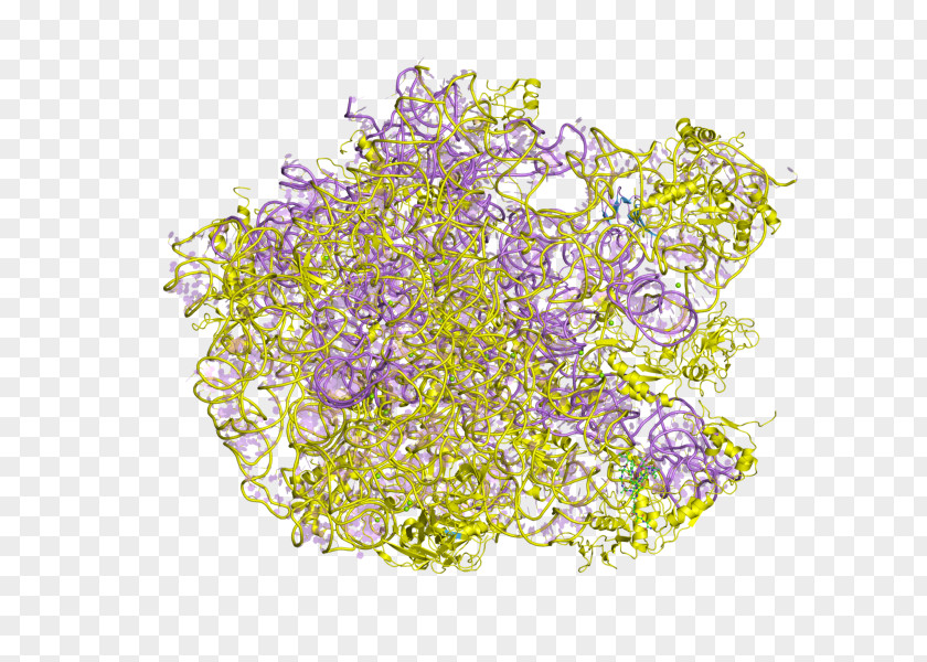 Ribosomal Protein Color Blindness Test Lilac Skill PNG