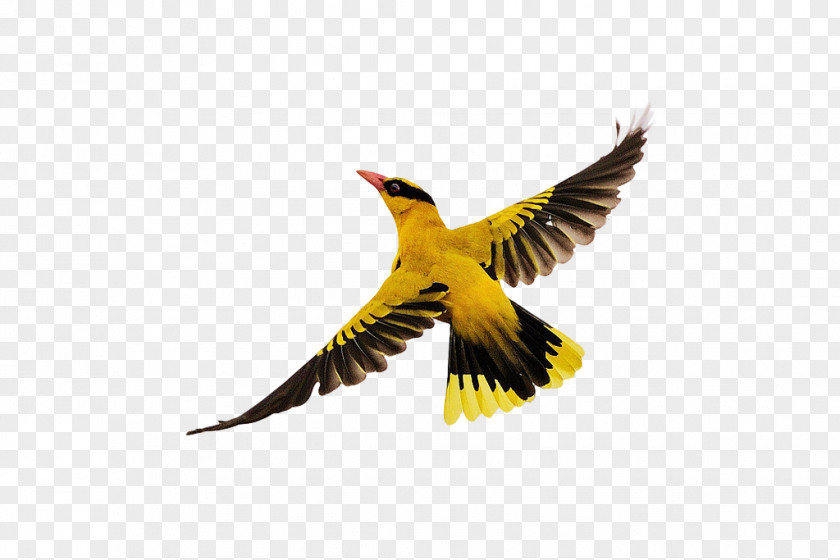 Birds Flying Bird Flight PNG