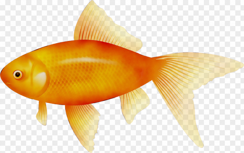 Goldfish Koi Clip Art Image PNG