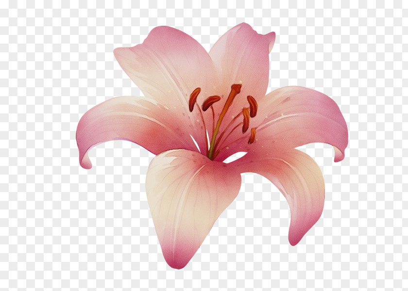 Lily Petal Pink Flower Plant PNG