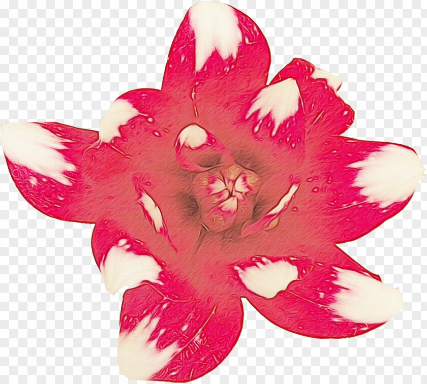 Perennial Plant Cut Flowers Pink Petal Flower Magenta PNG