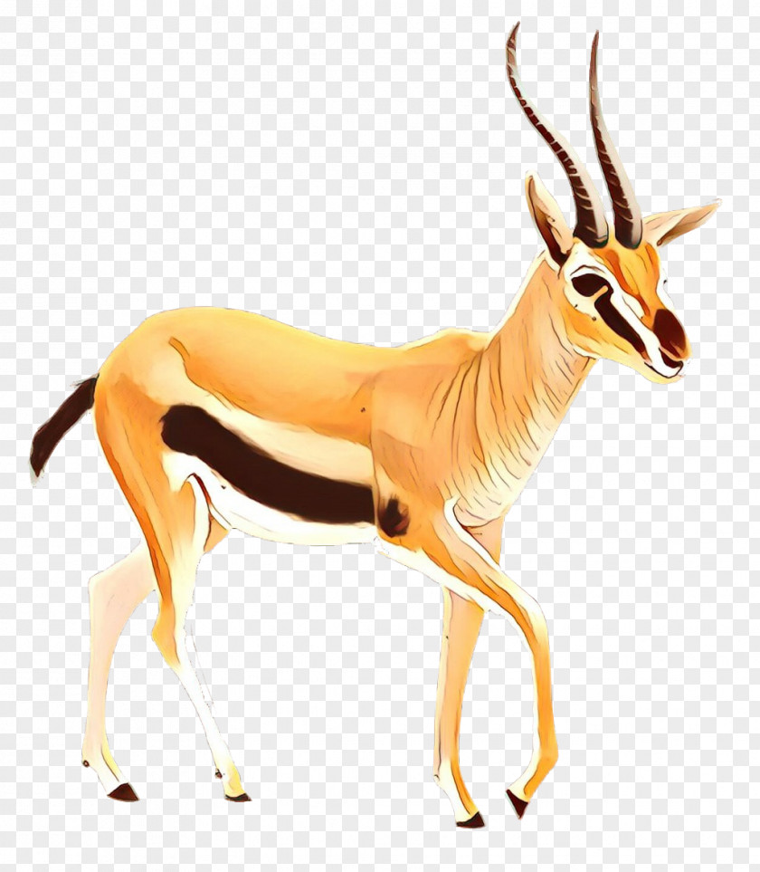 Springbok Impala Gazelle Deer Fauna PNG