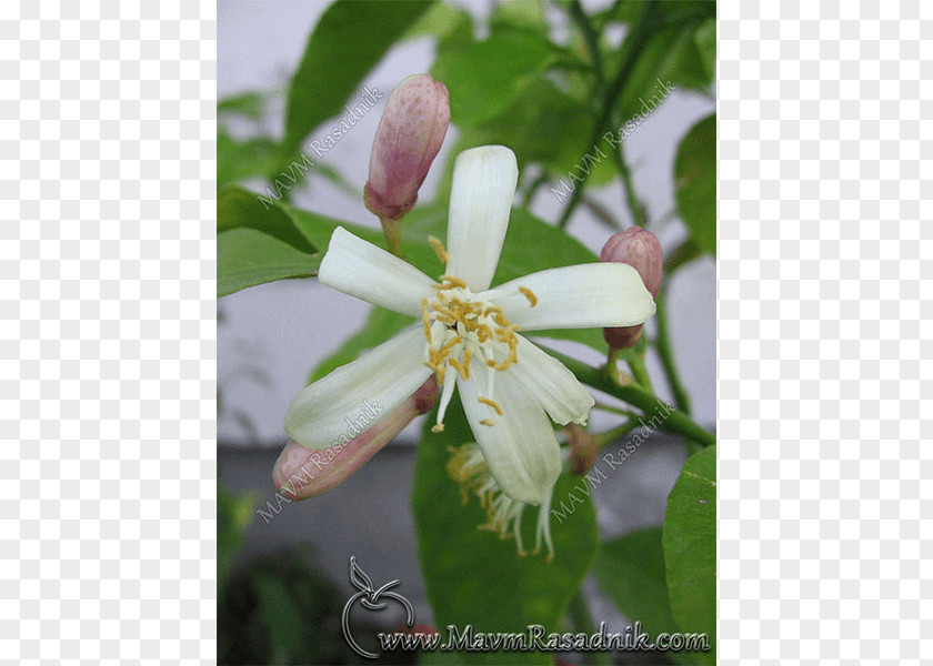 Flower Orange Садница Calamondin Auglis PNG