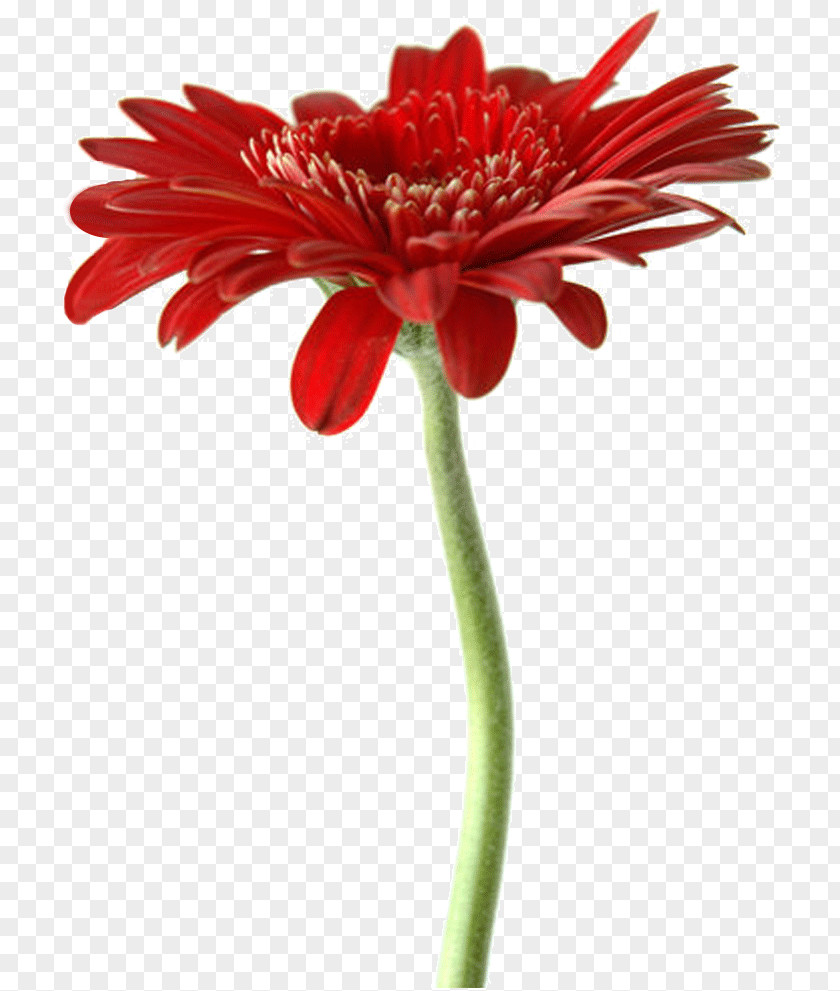 Flower Transvaal Daisy Floristry Cut Flowers Artificial PNG