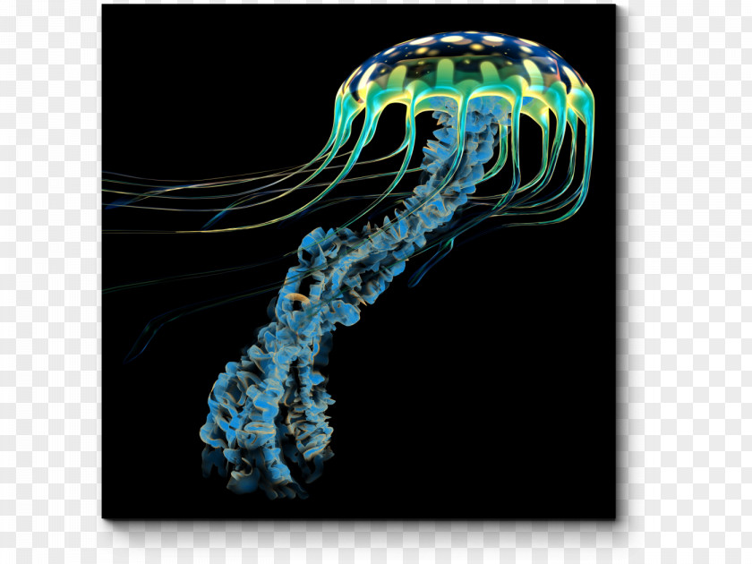 Jellyfish General Zoology: Investigating The Animal World Siphonophorae PNG