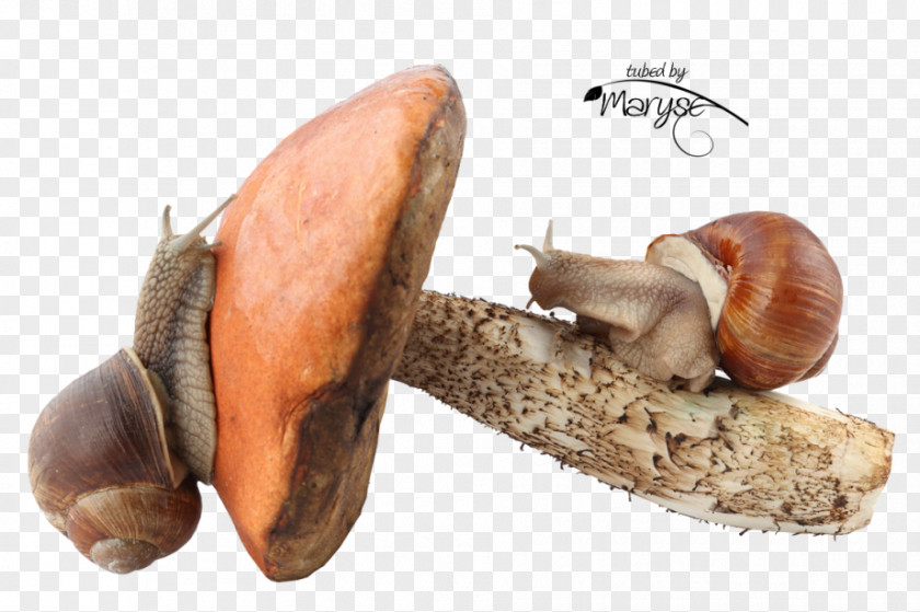 Snail Pond Snails Fungus Gastropods Land PNG