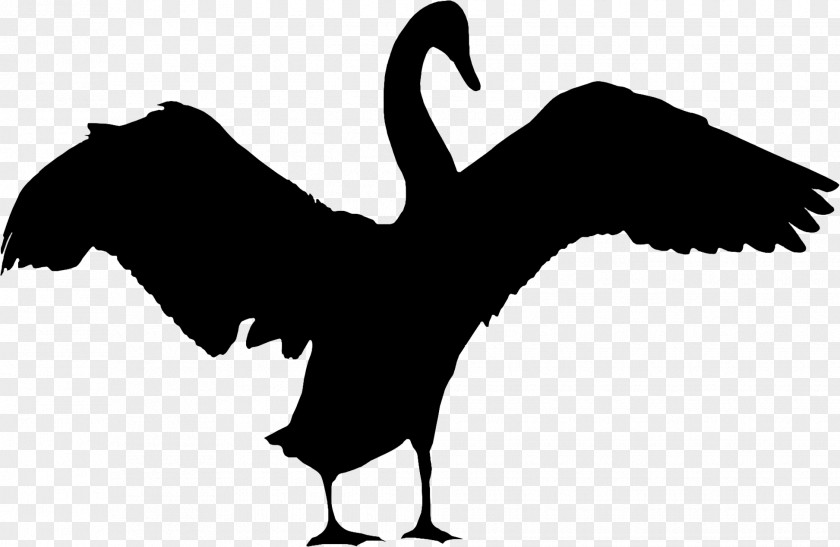 Cygnini Goose Beak Bird Duck PNG