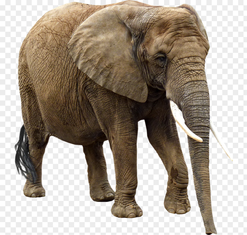 Elefante African Elephant Elephantidae PNG