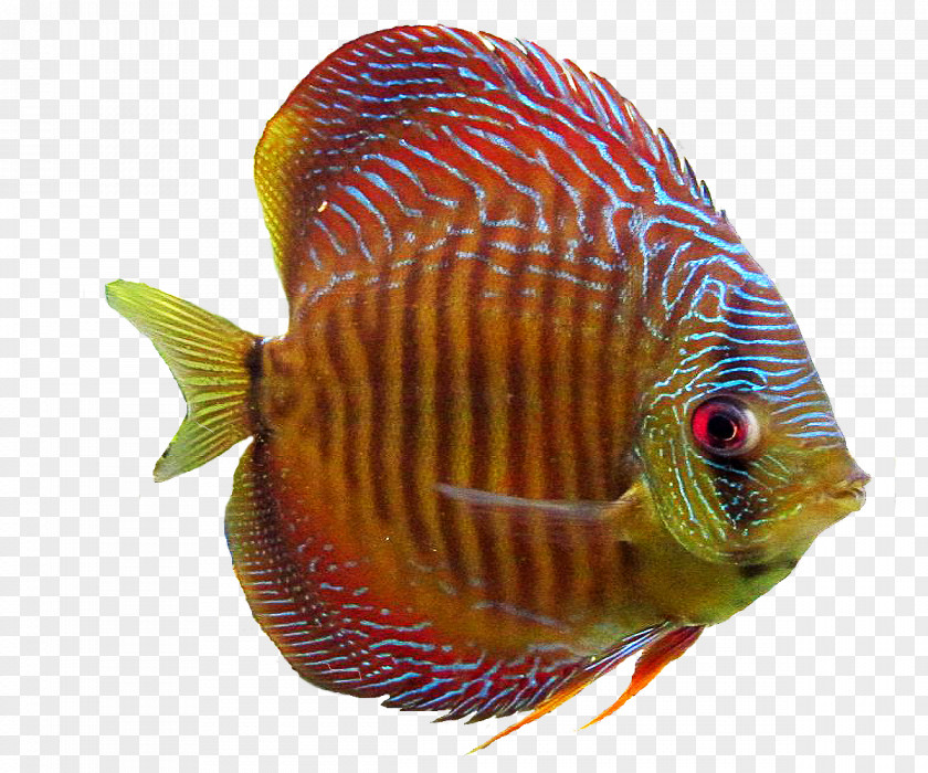Goldfish Aquarium Ornamental Fish PNG