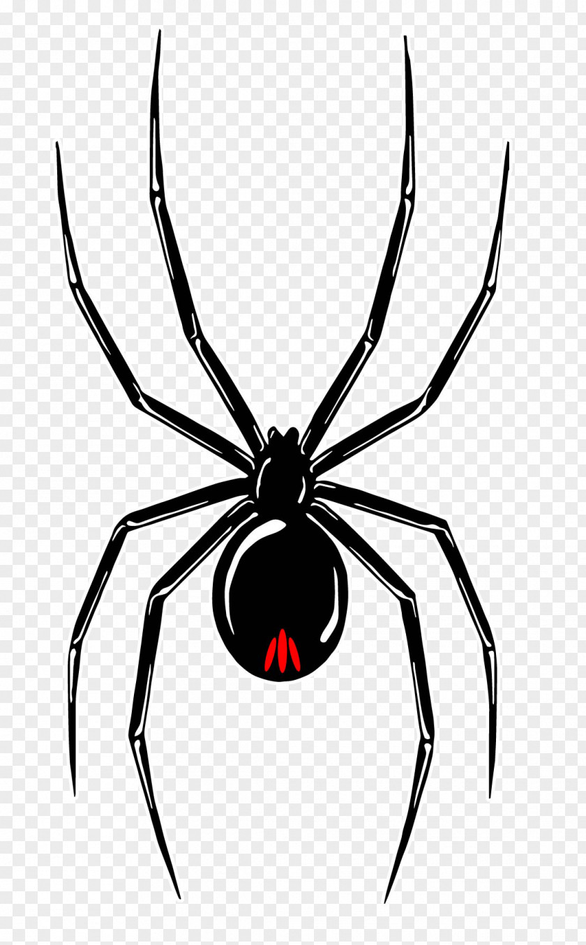 Spider Southern Black Widow Wolf Redback Decal PNG