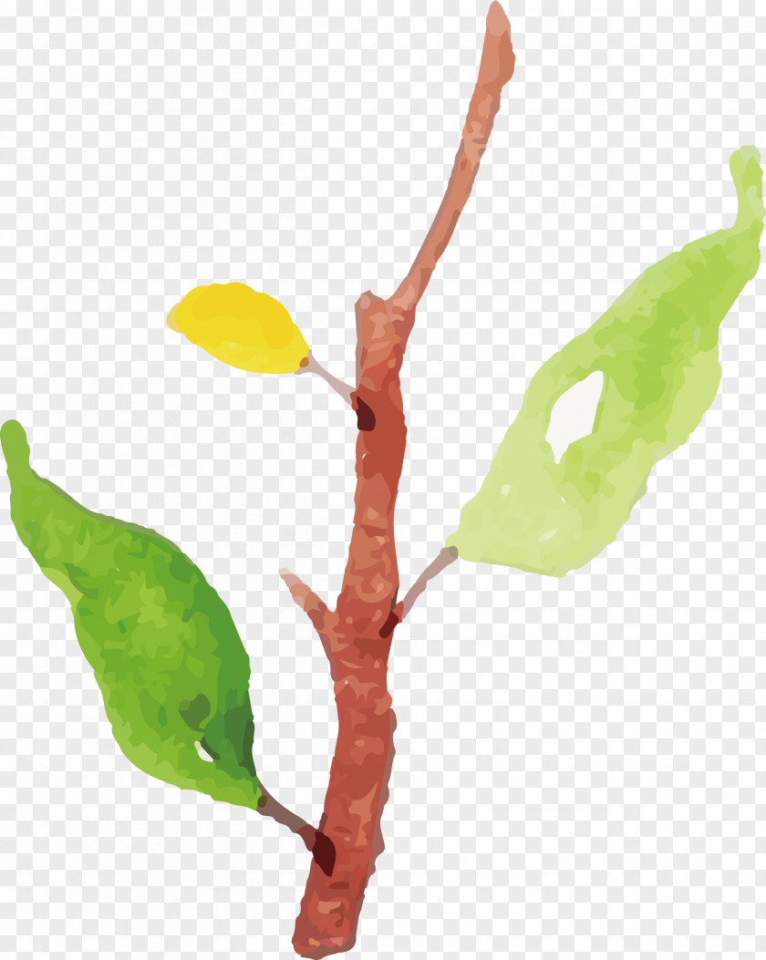 Twig Plant Stem Leaf Plants Science PNG