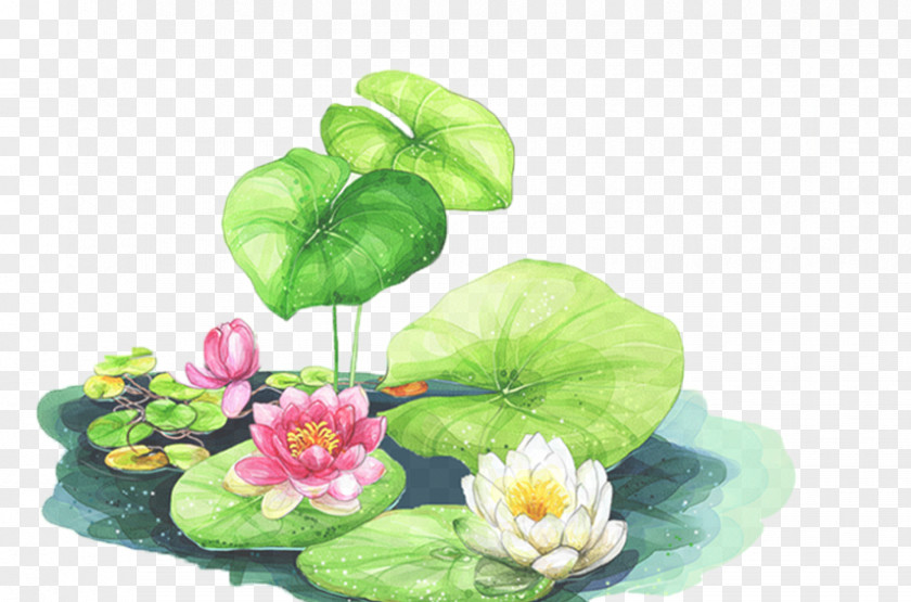 Watercolor Lotus Pictures Cars Nelumbo Nucifera Elise Drawing PNG