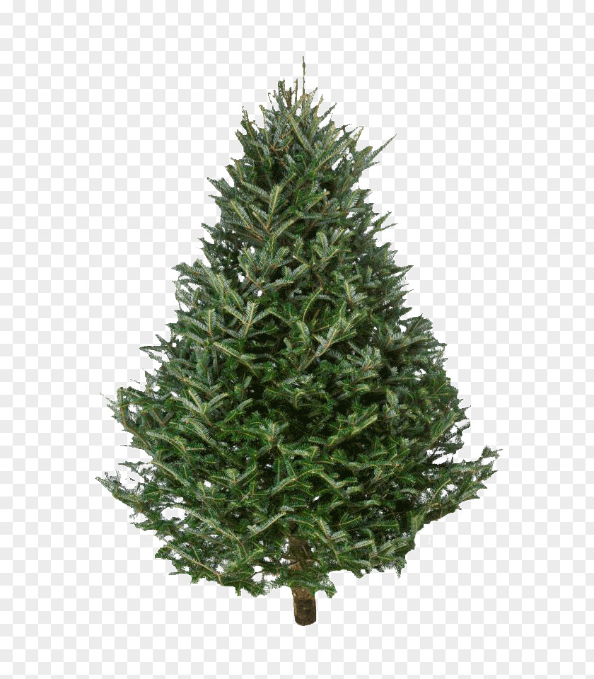 Fir Wood Fraser Nordmann Christmas Tree PNG