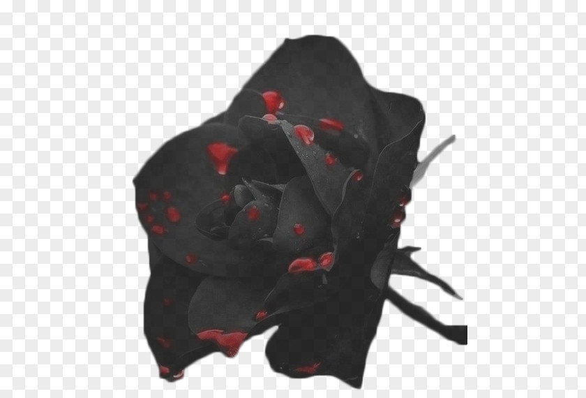 Mystique Black Rose Flower Red PNG