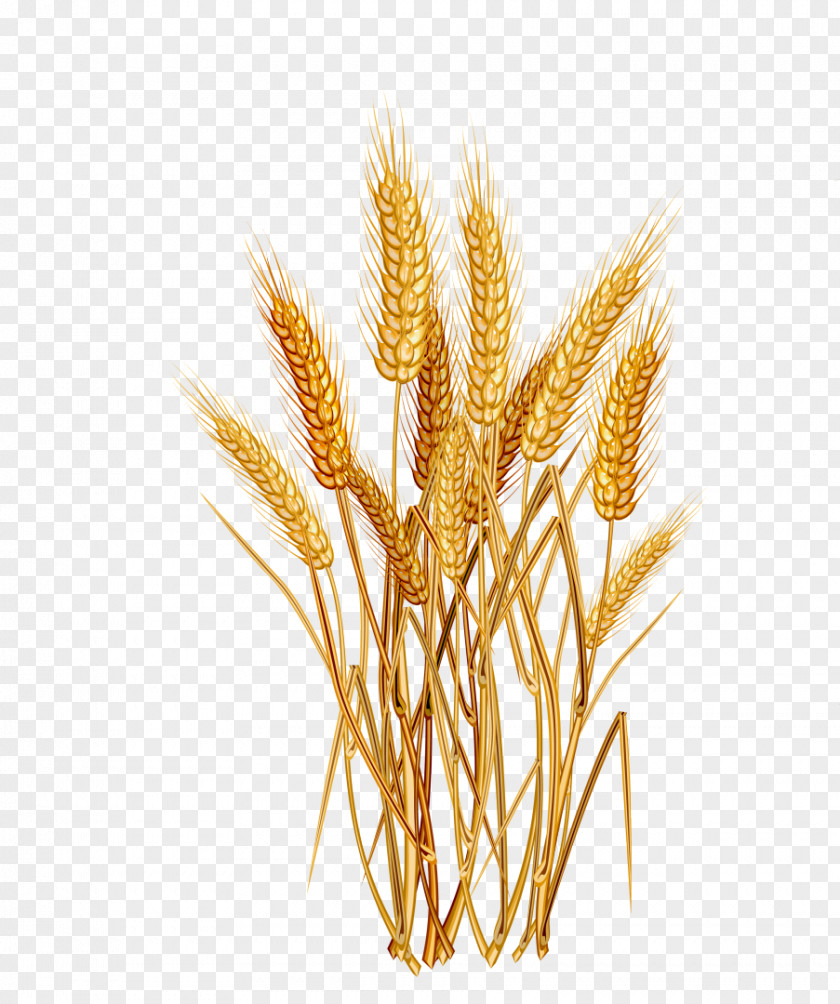 Rice Common Wheat Cereal Ear Clip Art PNG
