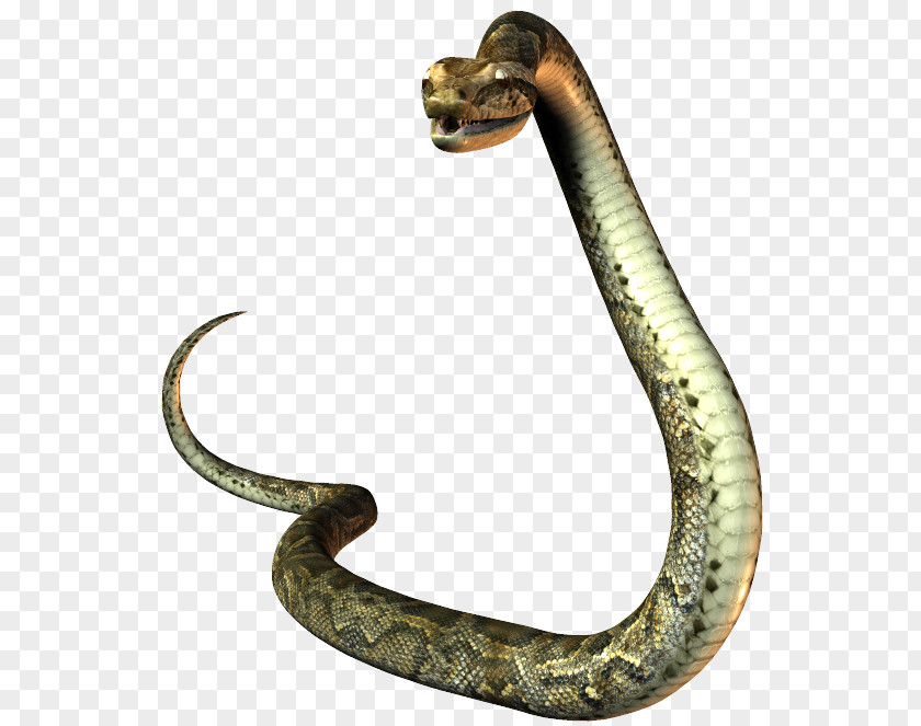 Snake President Of The United States Mustela Natural-born-citizen Clause PNG