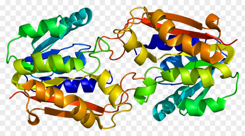 Amine Nmethyltransferase Guanidinoacetate N-methyltransferase Protein Glycocyamine Catechol-O-methyltransferase PNG