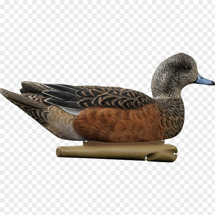 Duck Mallard Decoy Gadwall PNG