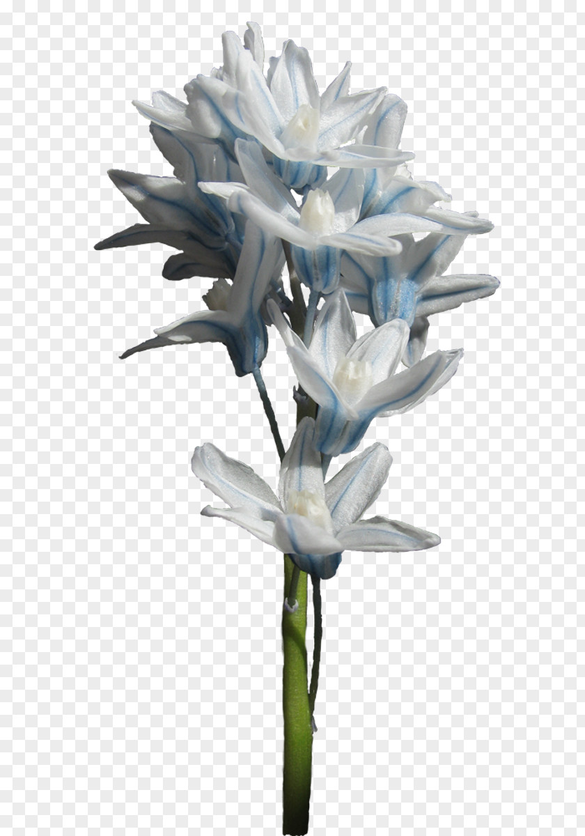 Hyacinth Cut Flowers Hyacinthus Orientalis Clip Art PNG