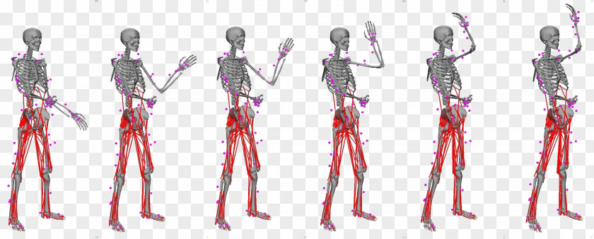 Muscles Of The Skeleton Homo Sapiens Motor Control Wiring Diagram Electric Electrical Engineering PNG